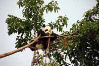 Fotos af den store panda